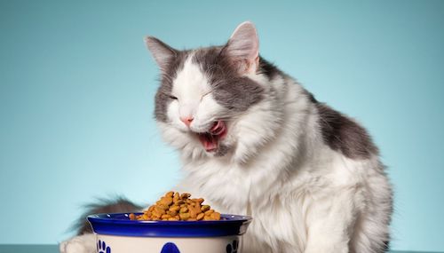 comida para gatos